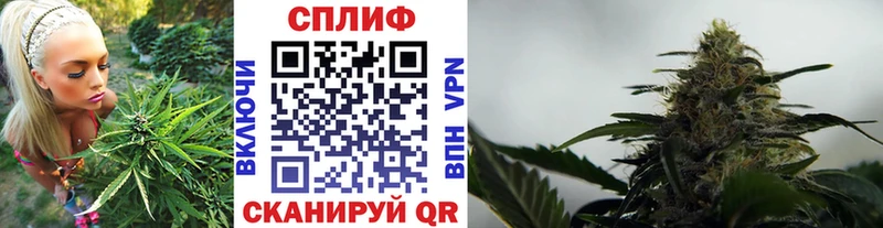 блэк спрут сколько стоит Волосово Марихуана индика